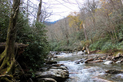 Scenic view of river in forest against sky