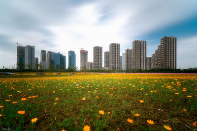 Full frame shot of flowers in park