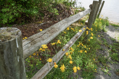 Close-up of flowers on wooden wall