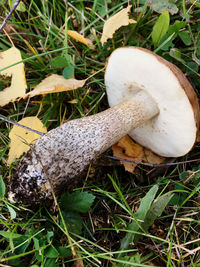 High angle view of mushroom growing on field