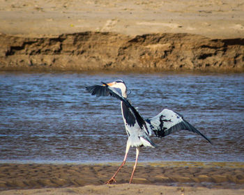 Bird perching on beach