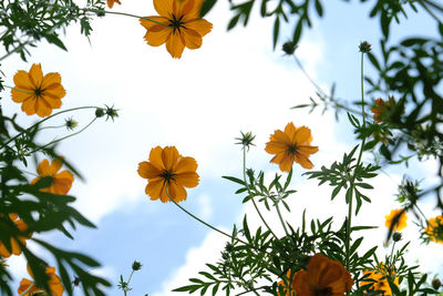 Low angle view of orange flowering plants against sky