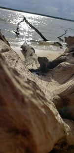 Surface level of driftwood on beach