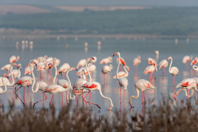 View of birds in lake