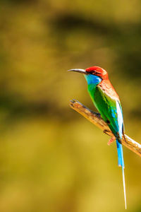 Bird perching on a branch