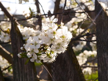 Close-up of white cherry blossoms in spring