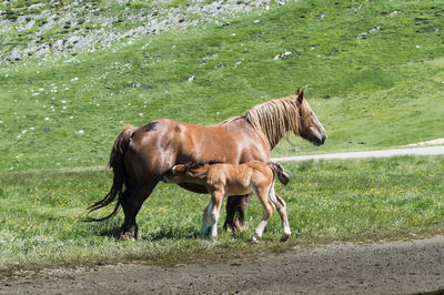 Horses in a field