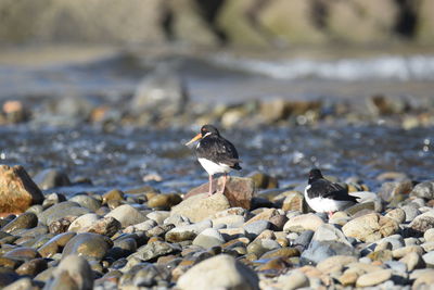 Bird perching on rock at beach