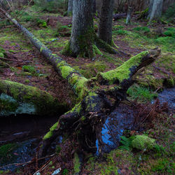 Moss growing on tree trunk in forest
