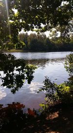 Reflection of trees in lake