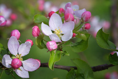 Close-up of pink flowers blooming on tree