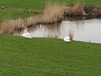 View of sheep on grassy field