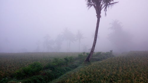 Trees on field against sky during foggy weather