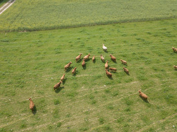 High angle view of birds on grassy field