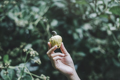 Cropped hand holding cashew fruit against plants