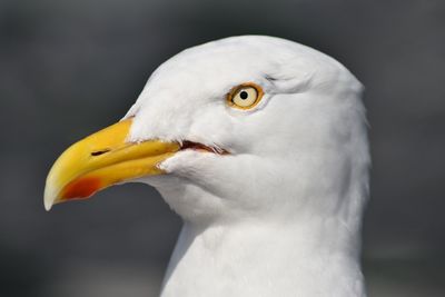 Close-up of seagull