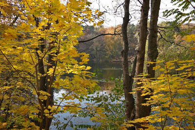 Scenic view of autumnal trees