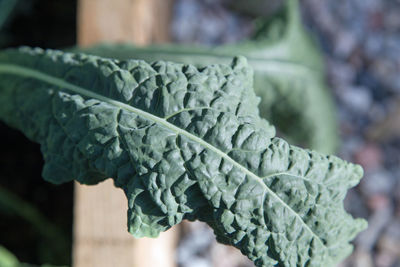 Close-up of fresh green leaf