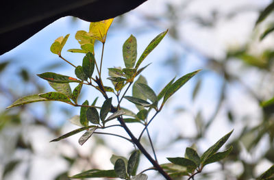 Low angle view of plant against sky