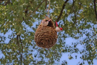 Low angle view of bird on branch against trees