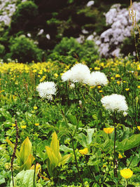 Close-up of white flowering plants on field