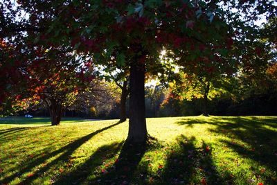 Trees on field against sky