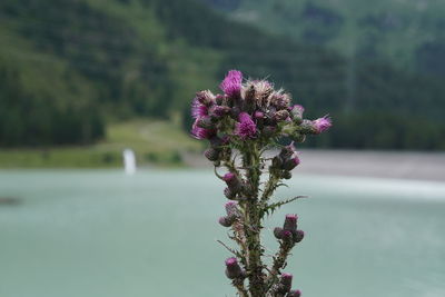 Close-up of pink flowering plant