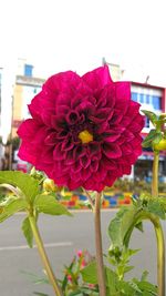 Close-up of red flower blooming outdoors