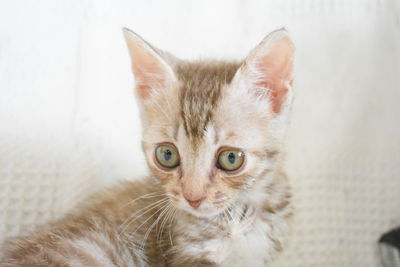 Portrait of cat with kitten