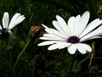 Close-up of white flower on field