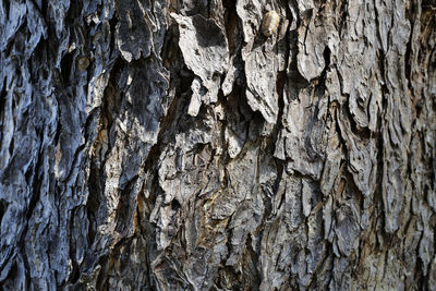 Full frame shot of tree trunk