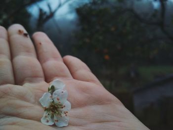 Close-up of hand holding plant