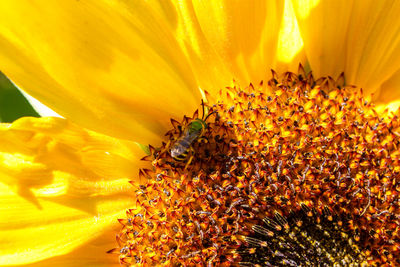 Close-up of bee on yellow flower