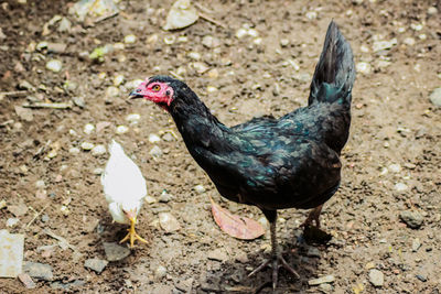 High angle view of bird on field