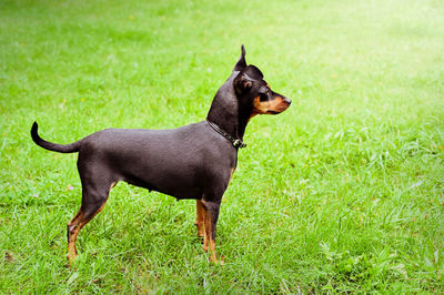 Side view of a dog on field