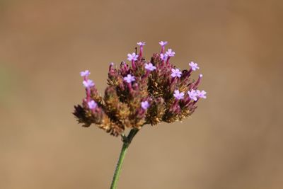 Close-up of purple flowering plant