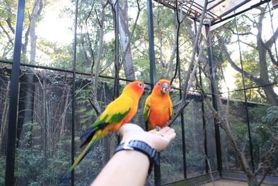 Bird perching on hand in cage