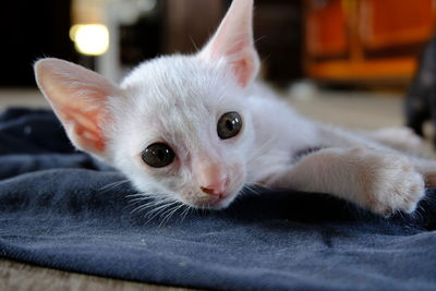 Close-up portrait of white cat at home