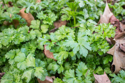 High angle view of vegetables on plant