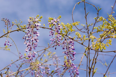 Low angle view of fresh flower tree against sky