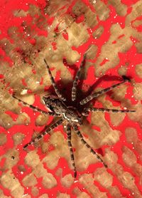 Full frame shot of red leaf