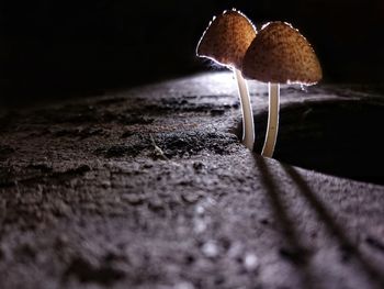 Close-up surface level of mushroom