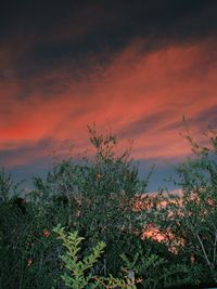 Plants and trees against sky during sunset