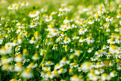 Close-up of yellow flowering plants on field