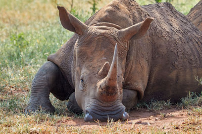 White rhino lying in the shade covered in mud