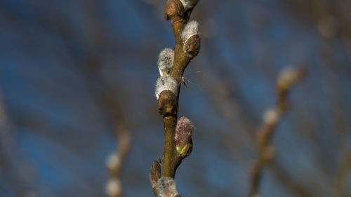 Close-up of fungus growing outdoors