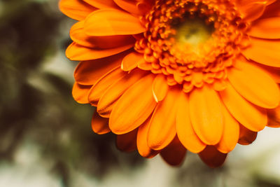 Close-up of orange flower