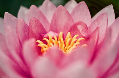 Close-up of pink rose flower