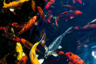 Fish swimming in sea