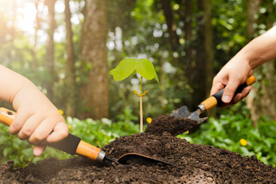 Cropped hand of man working in forest